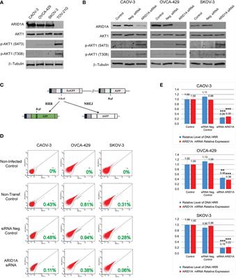 PARP inhibitors in the treatment of ARID1A mutant ovarian clear cell cancer: PI3K/Akt1-dependent mechanism of synthetic lethality